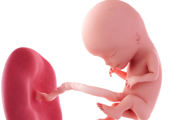 [매일아이] 임신초기 (1~12주) 태아변화
